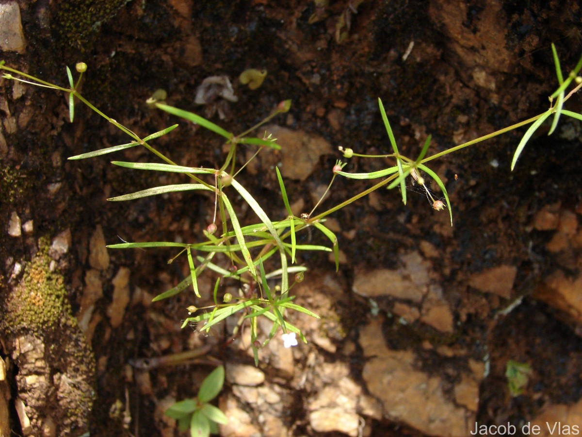 Oldenlandia herbacea (L.) Roxb.